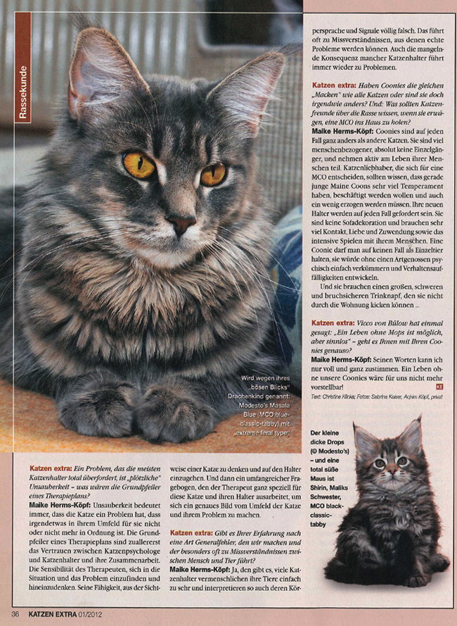 Katzen Extra 3