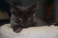 DSC_0038.jpg