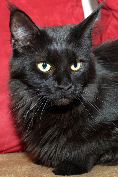 Black Pearl