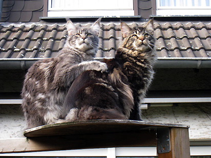 Berti und Baki