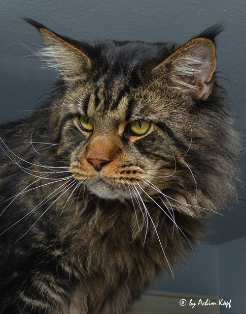 Heathcliffe 29
