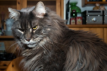 Tuggy